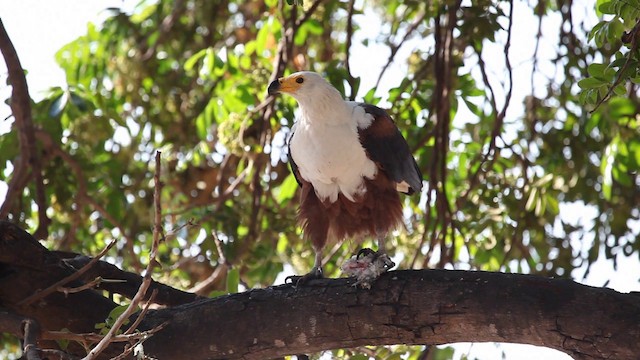 African Fish-Eagle - ML200997541