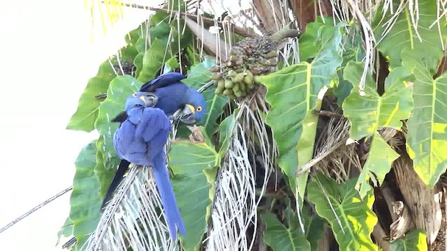 Hyacinth Macaw - ML200997581