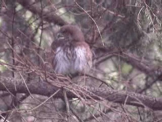 Eurasian Pygmy-Owl - ML200997741