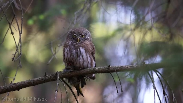Eurasian Pygmy-Owl - ML200997801