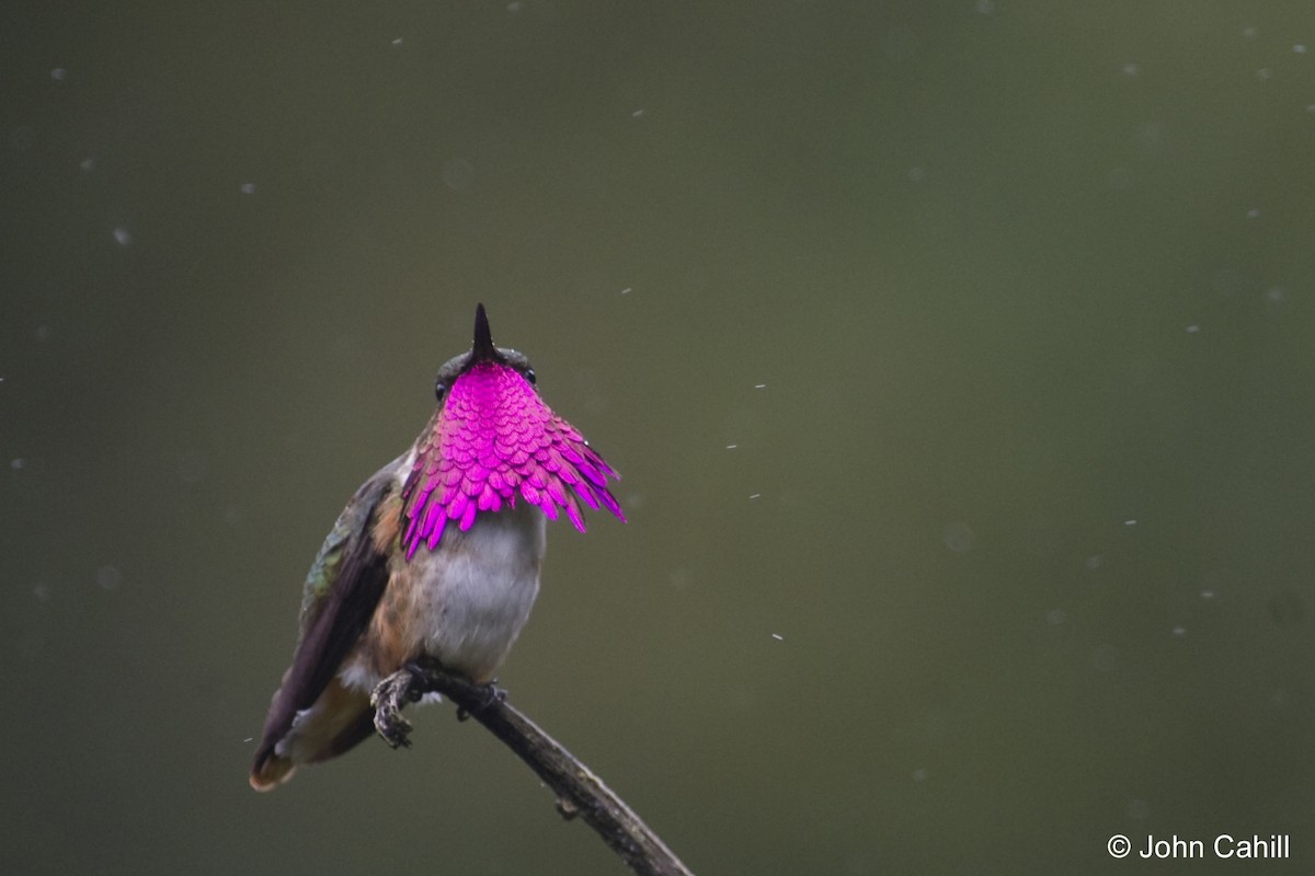 Wine-throated Hummingbird - John Cahill xikanel.com