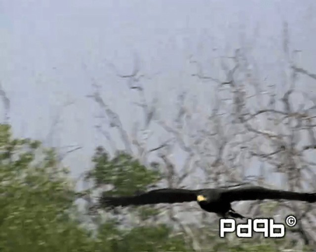 Common Black Hawk (Common) - ML200998171