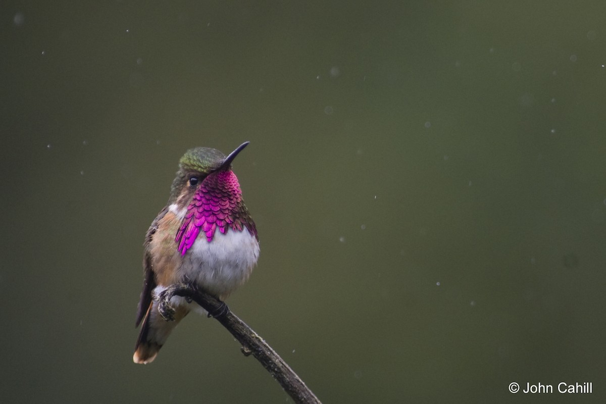 Wine-throated Hummingbird - John Cahill xikanel.com