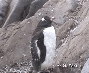 Gentoo Penguin - ML200999971