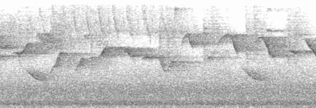 mustasjekjerrspurv (meridae) - ML201000