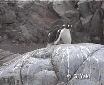 Gentoo Penguin - ML201000041