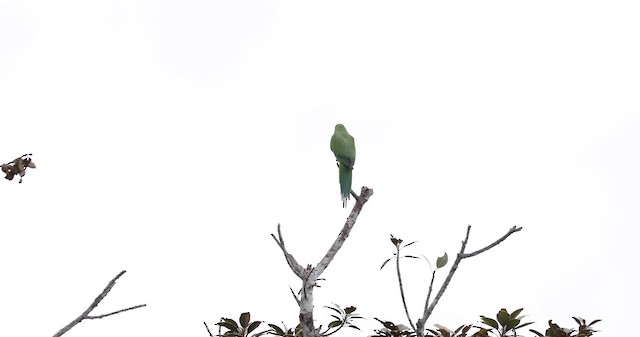 Morityus Yeşil Papağanı - ML201000381