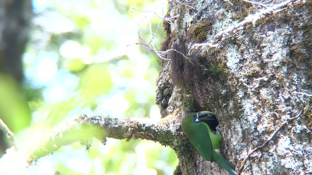 Northern Emerald-Toucanet (Blue-throated) - ML201000411