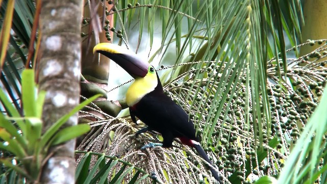 Yellow-throated Toucan (Chestnut-mandibled) - ML201000421