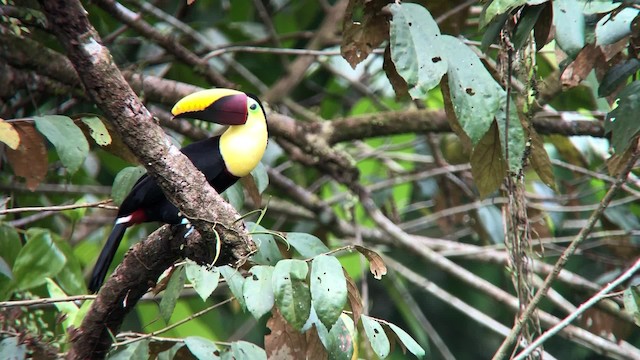 Toucan tocard (swainsonii) - ML201000431