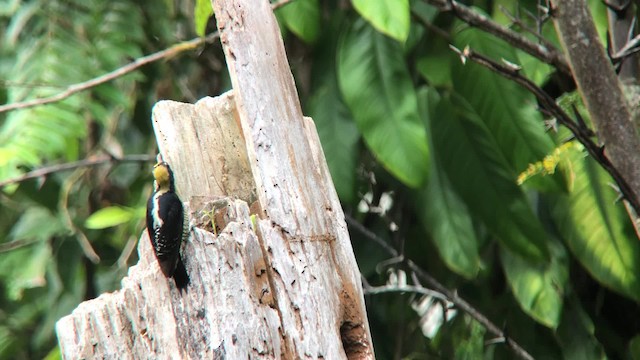 Golden-naped Woodpecker - ML201000461