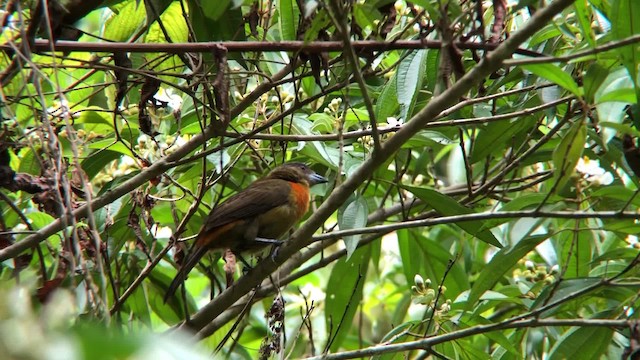 Black-cheeked Ant-Tanager - ML201000471