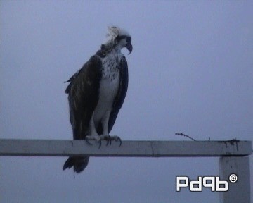 Águila Pescadora (ridgwayi) - ML201001021