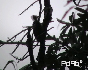 Pale-billed Woodpecker - ML201001031
