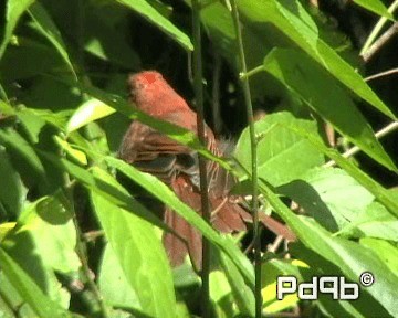 Red-throated Ant-Tanager (Salvin's) - ML201001201