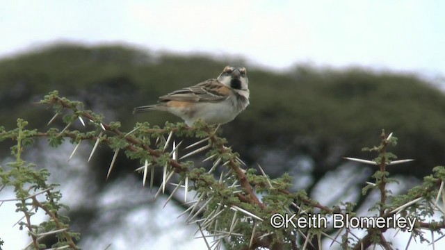 Shelley's Rufous Sparrow - ML201003631