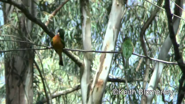 Ethiopian Bee-eater - ML201003661