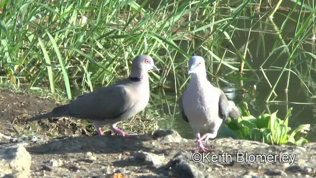 Mourning Collared-Dove - ML201003731