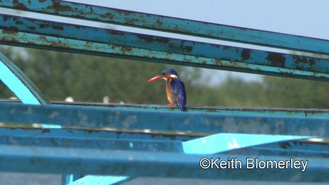 Malachite Kingfisher (Mainland) - ML201003741