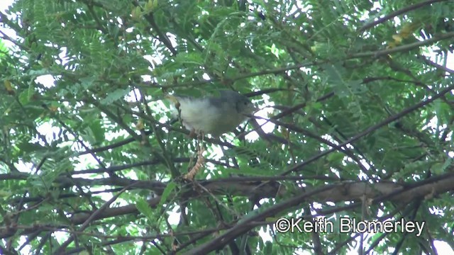 Buff-bellied Warbler - ML201003801