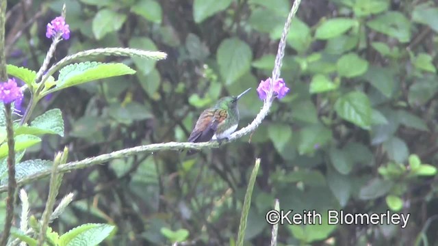 Snowy-bellied Hummingbird - ML201004111