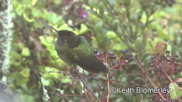 Talamanca Hummingbird - ML201004131