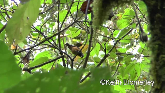 Spangle-cheeked Tanager - ML201004231