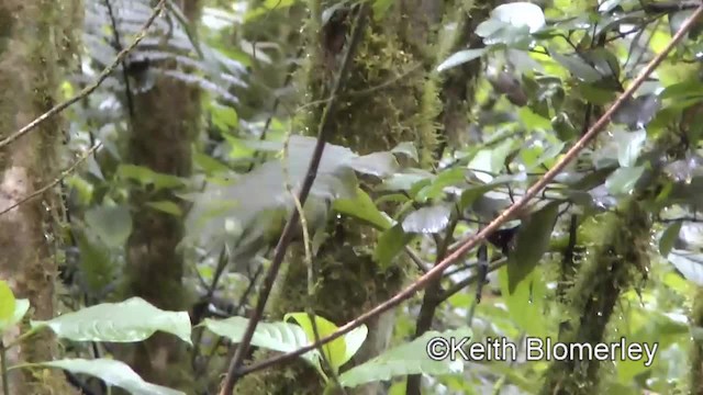 Black-cheeked Warbler - ML201004251