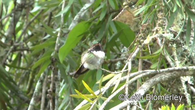 Volcano Hummingbird (Heliotrope-throated) - ML201004291