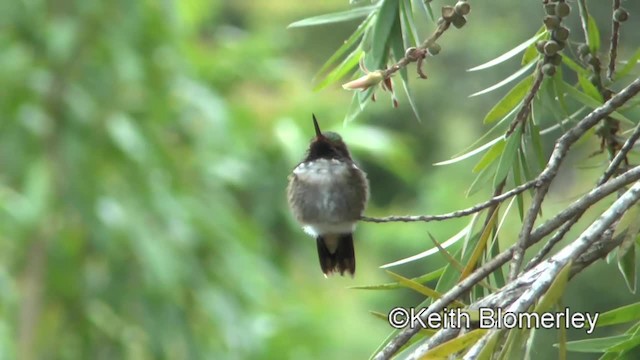 Volcano Hummingbird (Heliotrope-throated) - ML201004301