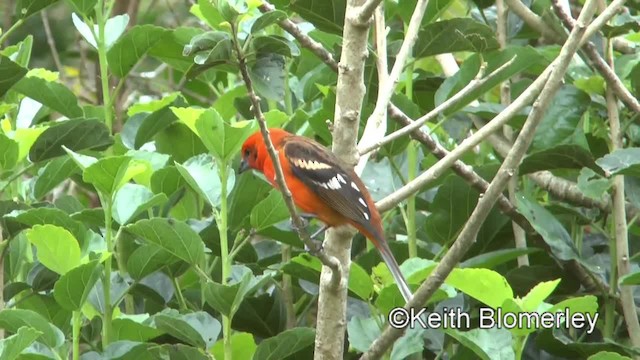 Flame-colored Tanager - ML201004321
