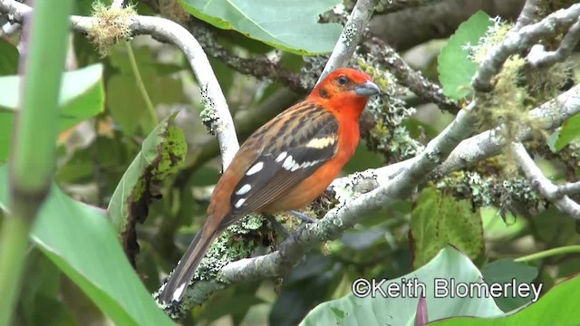 Flame-colored Tanager - ML201004361