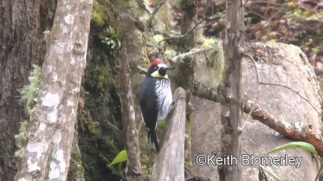 Acorn Woodpecker (Acorn) - ML201004401