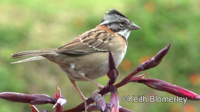 Rufous-collared Sparrow (Rufous-collared) - ML201004421