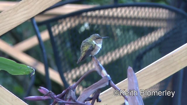Scintillant Hummingbird - ML201004531