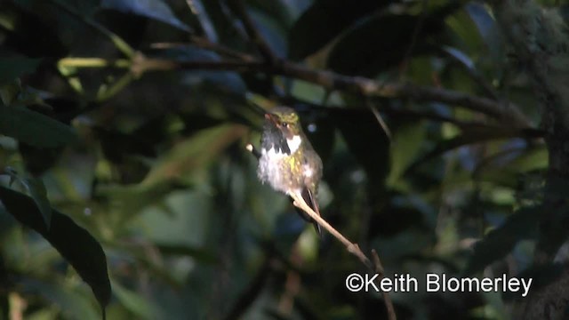 Volcano Hummingbird (Heliotrope-throated) - ML201004571