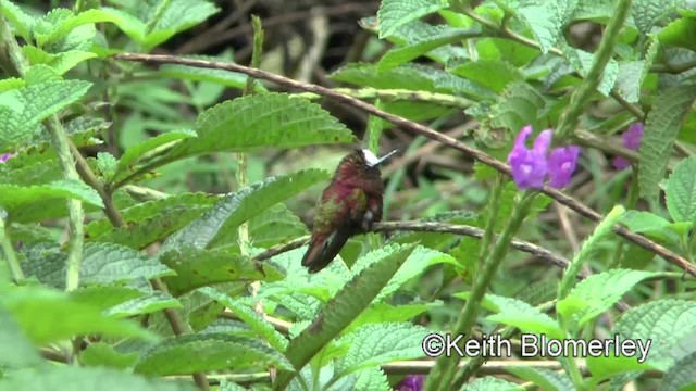 kolibřík běločelý - ML201004631