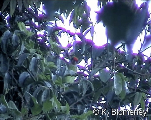 barbet žlutohrdlý (ssp. franklinii) - ML201005261