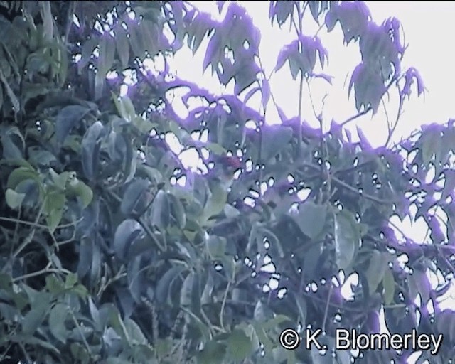 barbet žlutohrdlý (ssp. franklinii) - ML201005271