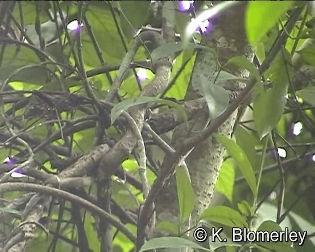 Greenish Warbler (trochiloides/ludlowi) - ML201005311