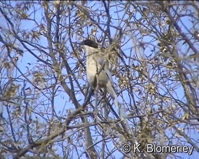  - Azure-winged Magpie (Azure-winged)