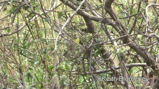 White-bellied Canary - ML201005671