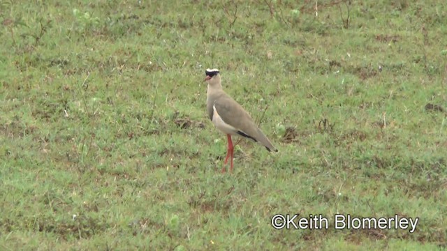 Crowned Lapwing - ML201005771