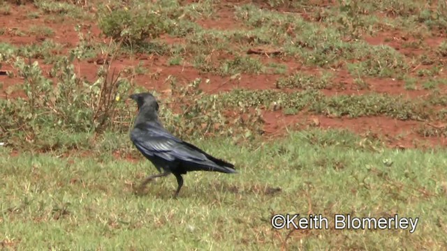 Somali Crow - ML201006021
