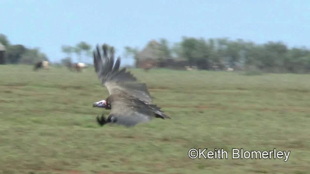 Lappet-faced Vulture - ML201006051