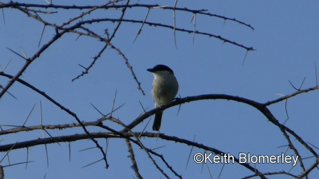 Northern Puffback - ML201006121