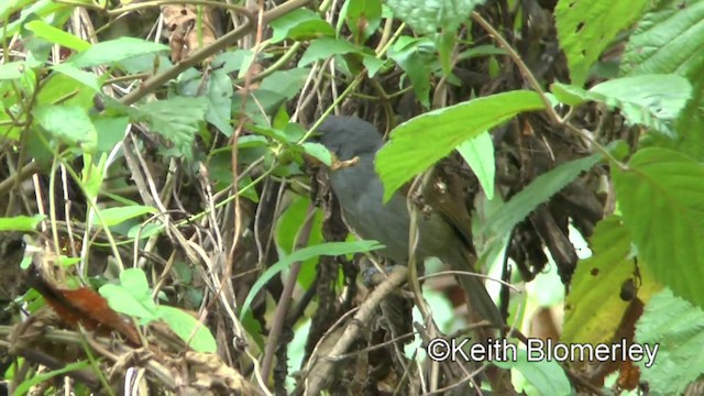 African Hill Babbler (African) - ML201006361