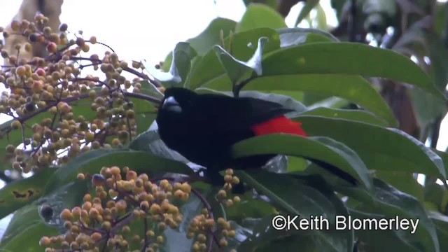 Scarlet-rumped Tanager (Passerini's) - ML201006441