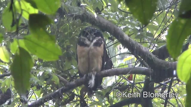 Spectacled Owl - ML201006581