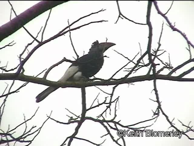 Black-and-white-casqued Hornbill - ML201006751
